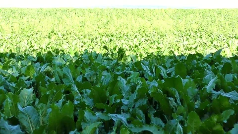 Green leaves - sugar beet Stock Footage 71765165