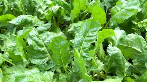 Green leaves of sugar beet Stock Footage 201694239