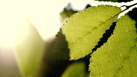 Green leaves in summer Stock Footage 90789033