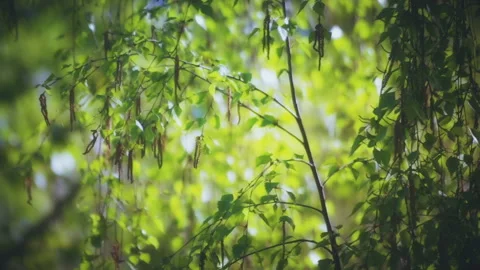 Green Leaves in Summer Forest Stock Footage 133034363