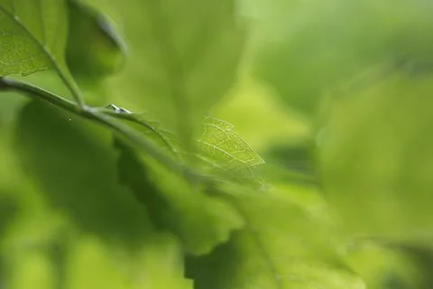 Green Leaves of Summer Stock Photos
