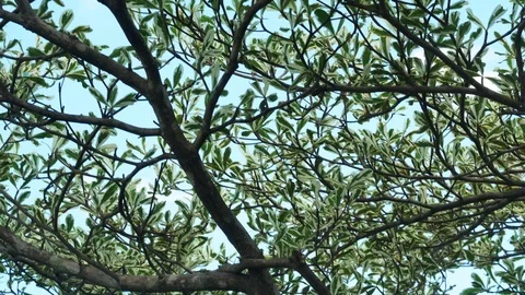  green leaves of summer tree Stock Footage 109054431