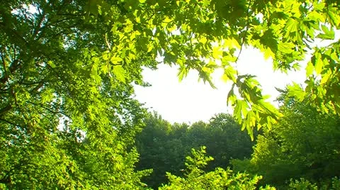 Green leaves with sun 9 Stock Footage 11400944