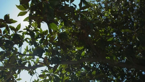 Green leaves in the sun Stock Footage 108548376