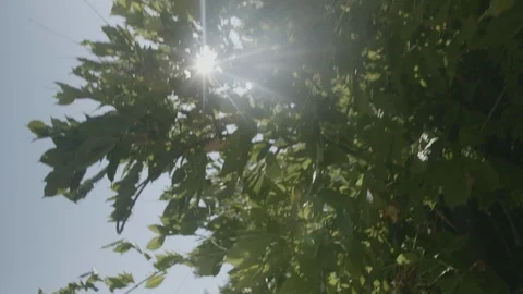 Green leaves in the sun Stock Footage 108551157