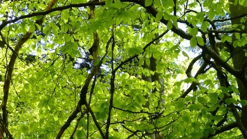 Green leaves  with the sun. Stock Footage 114750571