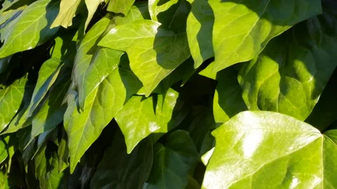 Green leaves in the sun Vídeos de archivo 185939672