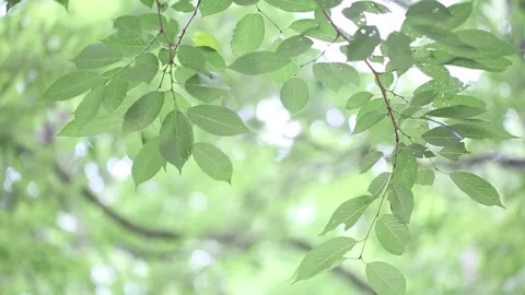 Green leaves in the sun Stock Footage 310355496