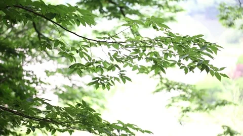 Green leaves in the sun Video stock 310355505
