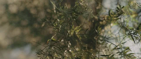 Green leaves with the sun light and beautiful natural green bokeh. Stock Footage 126738973