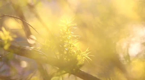Green Leaves with sun light Stock Footage 33936011