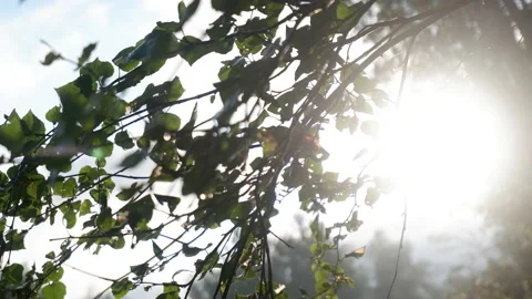 Green leaves sun light through the leavs Stock Footage 171253314