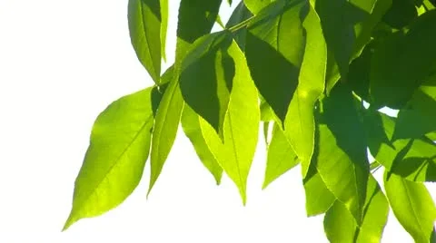 Green Leaves With Sun version 02 Stock Footage 10978836