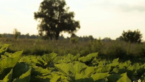 Green leaves of sunflower Stock Footage 77569729
