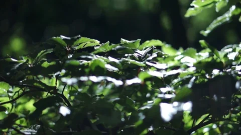 Green leaves with sunlight dancing off them Stock Footage 93781775