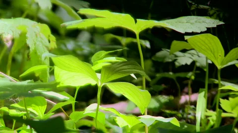Green leaves in Sunlight Stock Footage 775690