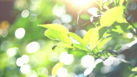 Green leaves with sunlight Stock Footage 83971603