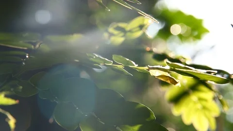 Green leaves with sunlight Stock Footage 88197395
