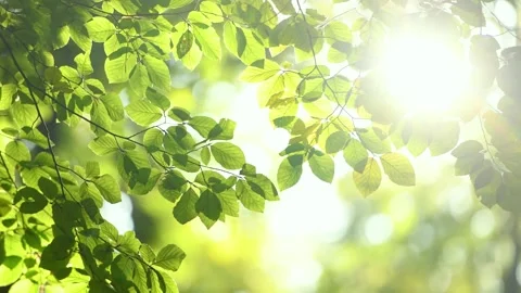 Green leaves in sunlight Stock Footage 140520125
