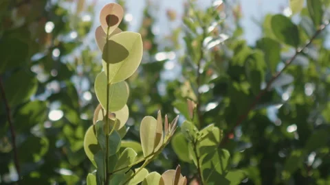 Green Leaves in the Sunlight Stock Footage 182627985