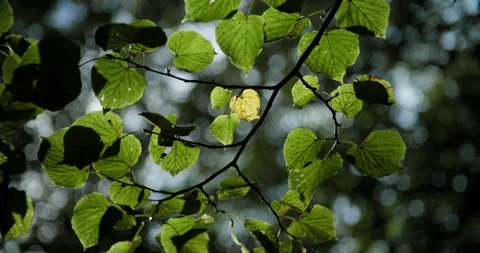 Green leaves in sunlight Stock Footage 318089541