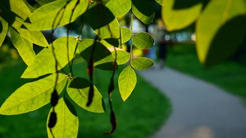 Green leaves at sunset on blurred background of Park, walking people 4k Stock Footage 116134295