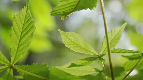 Green leaves in sunshine in wind Stockbeeldmateriaal 132293817