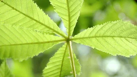 Green leaves in sunshine in wind Видео 132293834