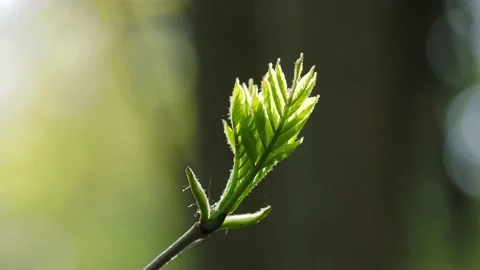 Green leaves in sunshine in wind Stock Footage 132293993