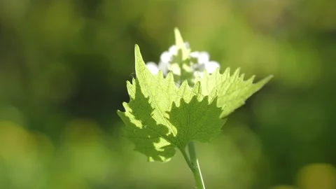 Green leaves in sunshine in wind Video stock 132294055