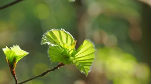 Green leaves in sunshine in wind Vidéo 132294711