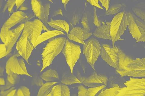 Green leaves surface. Stock Photos