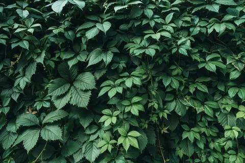 Green leaves surface. Stock Photos