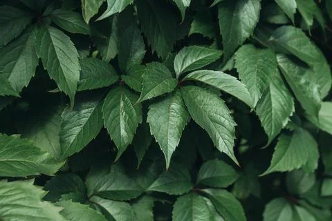 Green leaves surface. Stock Photos