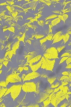 Green leaves surface. Stock Photos