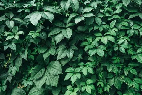 Green leaves surface. Stock Photos