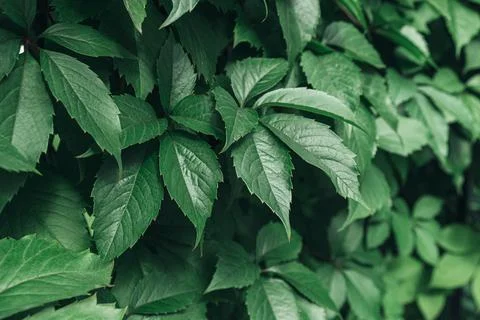 Green leaves surface. Stock Photos