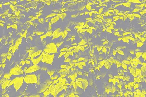 Green leaves surface. Stock Photos
