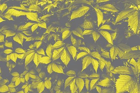 Green leaves surface. Stock Photos