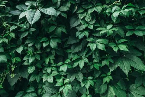 Green leaves surface. Stock Photos