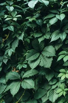 Green leaves surface. Stock Photos