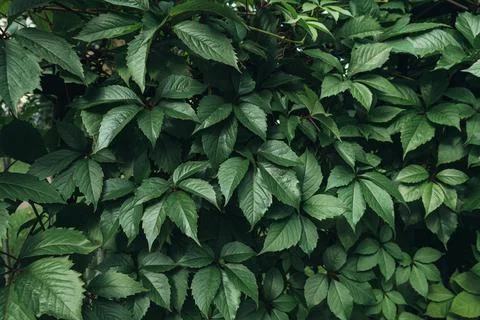 Green leaves surface. Stock Photos