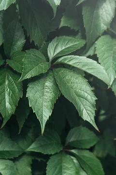 Green leaves surface. Stock Photos