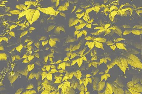 Green leaves surface. Stock Photos
