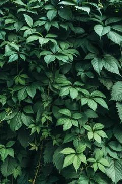Green leaves surface. Stock Photos