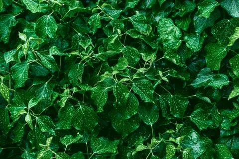 Green leaves surface. Stock Photos