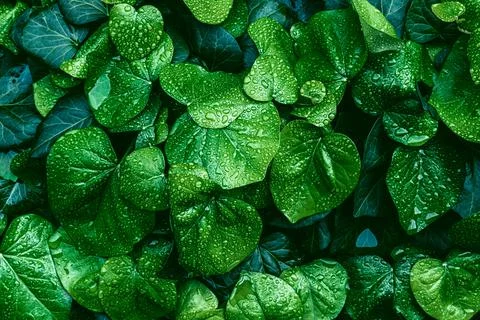 Green leaves surface. Stock Photos