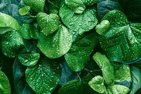 Green leaves surface. Stock Photos