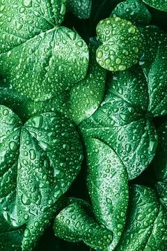 Green leaves surface. Stock Photos