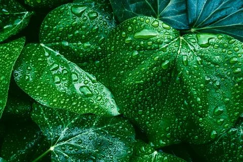 Green leaves surface. Stock Photos